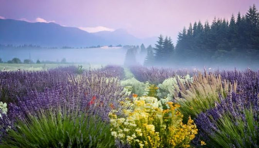 15 Simple and Effective Stress Relievers - Jupiter