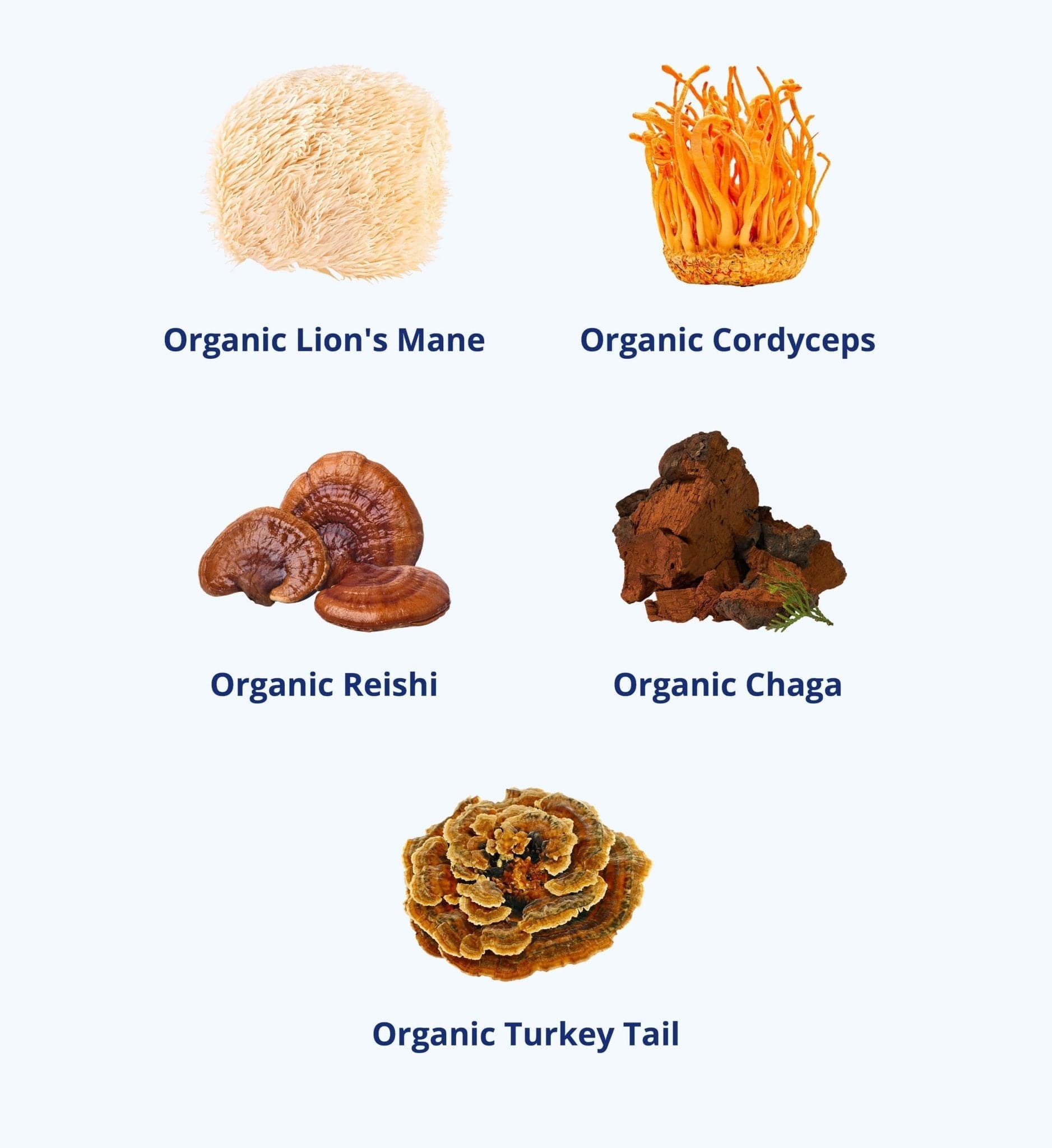 Foraging Capsule Fantastic Forage - Natural Focus & Clarity Capsules – Jupiter